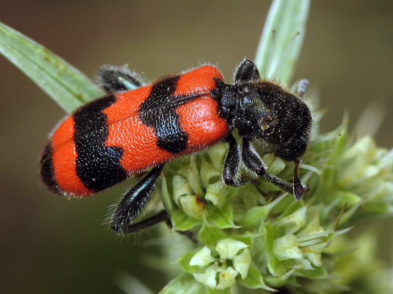 Trichodes apiarius (Linnaeus, 1758)